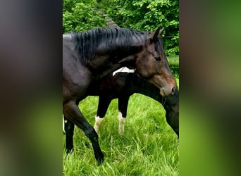 Tsjechische sportpony, Hengst, 3 Jaar, 165 cm
