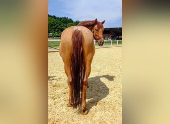 Tsjechische sportpony, Merrie, 10 Jaar, 143 cm, Vos
