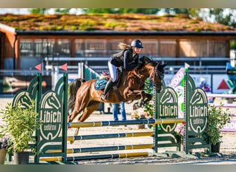 Tsjechische sportpony, Merrie, 11 Jaar, 144 cm, Donkere-vos