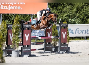 Tsjechische sportpony, Merrie, 11 Jaar, 144 cm, Donkere-vos