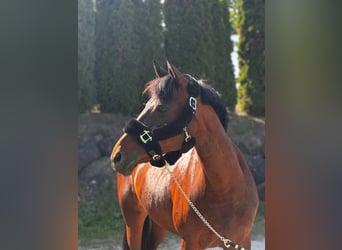 Tsjechische sportpony, Merrie, 12 Jaar, 158 cm, Brauner