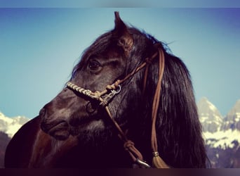 Tsjechische sportpony, Merrie, 13 Jaar, 136 cm, Zwart