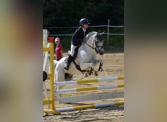 Tsjechische sportpony, Ruin, 13 Jaar, 148 cm, Rood schimmel