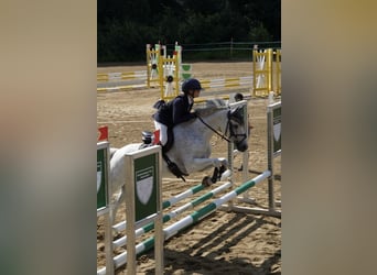 Tsjechische sportpony, Ruin, 13 Jaar, 148 cm, Rood schimmel