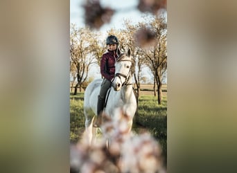 Tsjechische sportpony, Ruin, 13 Jaar, 148 cm, Rood schimmel