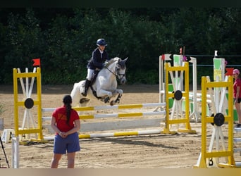 Tsjechische sportpony, Ruin, 13 Jaar, 148 cm, Rood schimmel