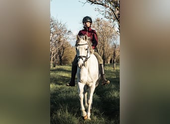 Tsjechische sportpony, Ruin, 13 Jaar, 148 cm, Rood schimmel