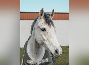 Tsjechische sportpony, Ruin, 13 Jaar, 148 cm, Rood schimmel