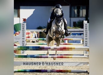 Tsjechische sportpony, Ruin, 13 Jaar, 148 cm, Rood schimmel