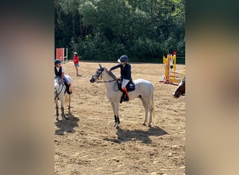 Tsjechische sportpony, Ruin, 13 Jaar, 148 cm, Rood schimmel