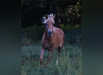 Tsjechische sportpony, Ruin, 3 Jaar, 135 cm, Donkere-vos