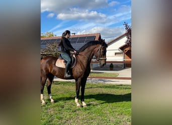 Tuigpaard, Caballo castrado, 10 años, 165 cm, Castaño rojizo