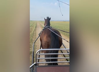 Tuigpaard, Caballo castrado, 10 años, 165 cm, Castaño rojizo