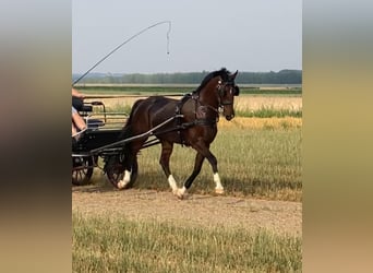 Tuigpaard, Caballo castrado, 10 años, 165 cm, Castaño rojizo