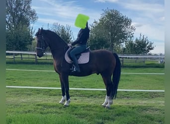 Tuigpaard, Caballo castrado, 10 años, 165 cm, Castaño rojizo