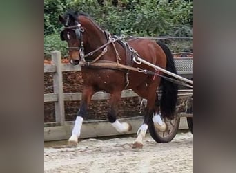 Tuigpaard, Caballo castrado, 10 años, 166 cm, Castaño rojizo