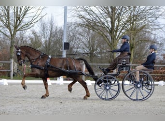 Tuigpaard, Caballo castrado, 10 años, 170 cm, Alazán-tostado