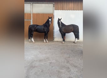 Tuigpaard, Caballo castrado, 11 años, 167 cm, Negro