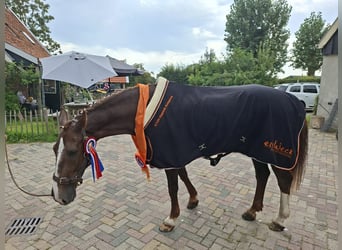 Tuigpaard Mestizo, Caballo castrado, 13 años, 160 cm, Alazán