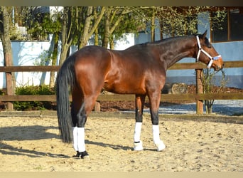 Tuigpaard, Caballo castrado, 4 años, 172 cm, Castaño