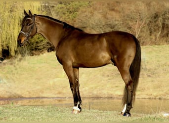Tuigpaard, Caballo castrado, 6 años, 168 cm, Castaño oscuro