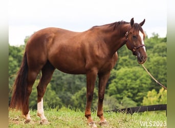 Tuigpaard, Caballo castrado, 7 años, 163 cm, Alazán-tostado