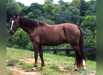 Tuigpaard, Caballo castrado, 7 años, 163 cm, Alazán-tostado