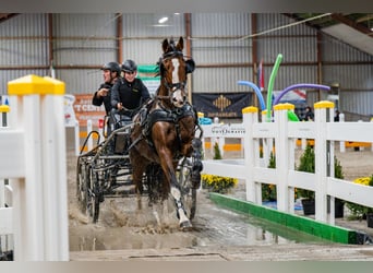Tuigpaard, Castrone, 14 Anni, 166 cm, Baio