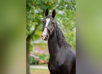 Tuigpaard, Castrone, 22 Anni, 165 cm, Morello