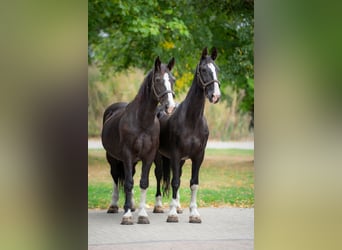 Tuigpaard, Castrone, 22 Anni, 165 cm, Morello