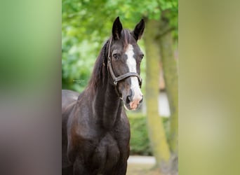Tuigpaard, Castrone, 22 Anni, 165 cm, Morello