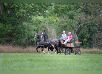 Tuigpaard, Castrone, 22 Anni, 165 cm, Morello
