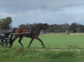 Tuigpaard, Castrone, 4 Anni, 172 cm, Baio