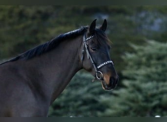 Tuigpaard, Castrone, 6 Anni, Baio scuro