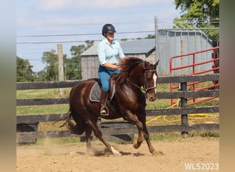 Tuigpaard, Castrone, 7 Anni, 163 cm, Sauro scuro