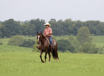 Tuigpaard, Castrone, 7 Anni, 163 cm, Sauro scuro