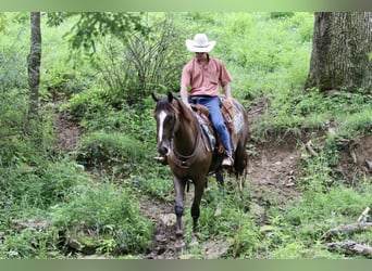 Tuigpaard, Castrone, 7 Anni, 163 cm, Sauro scuro