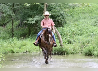 Tuigpaard, Castrone, 7 Anni, 163 cm, Sauro scuro