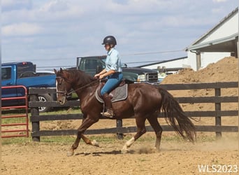 Tuigpaard, Castrone, 7 Anni, 163 cm, Sauro scuro