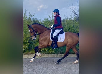 Tuigpaard, Giumenta, 10 Anni, 158 cm, Baio