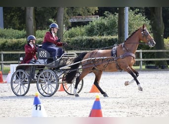 Tuigpaard, Giumenta, 10 Anni, 158 cm, Baio