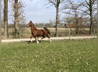 Tuigpaard, Giumenta, 11 Anni, 165 cm, Sauro