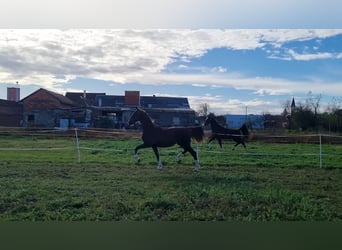 Tuigpaard, Giumenta, 1 Anno, 164 cm, Sauro