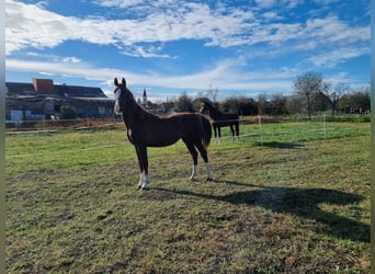 Tuigpaard, Giumenta, 1 Anno, 164 cm, Sauro