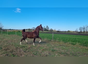 Tuigpaard, Giumenta, 1 Anno, 164 cm, Sauro