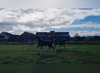 Tuigpaard, Giumenta, 1 Anno, 164 cm, Sauro