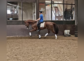 Tuigpaard, Giumenta, 3 Anni, 166 cm, Sauro