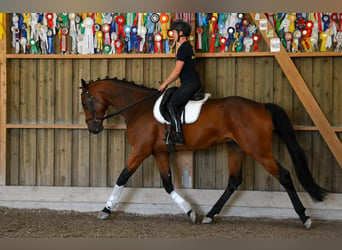 Tuigpaard, Hongre, 4 Ans, 172 cm, Bai
