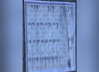 Tuigpaard, Jument, 11 Ans, 165 cm, Alezan