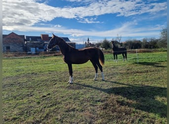 Tuigpaard, Jument, 1 Année, 164 cm, Alezan